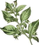 belladonna